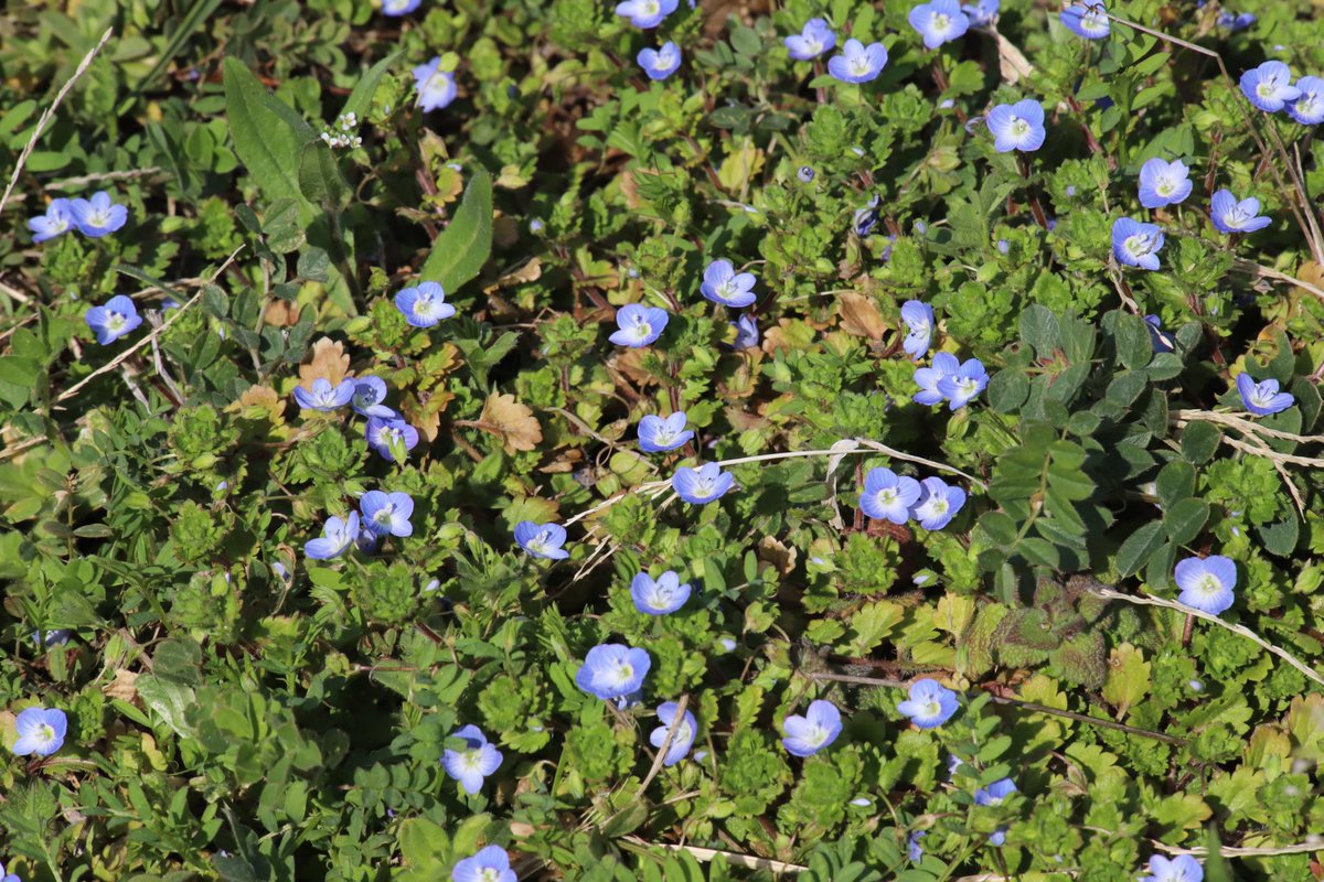 binbinsss's tweet photo. オオイヌノフグリと…たぶんホトケノザ。
春だ。
#オオイヌノフグリ #ホトケノザ
#eos6dmark2 #eos6d2 #eos6dmarkⅱ
#tamron #tamrona010 https://t.co/YirptFa4Hk