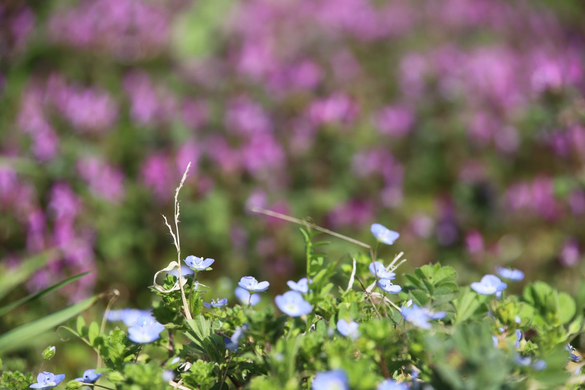 binbinsss's tweet photo. オオイヌノフグリと…たぶんホトケノザ。
春だ。
#オオイヌノフグリ #ホトケノザ
#eos6dmark2 #eos6d2 #eos6dmarkⅱ
#tamron #tamrona010 https://t.co/YirptFa4Hk