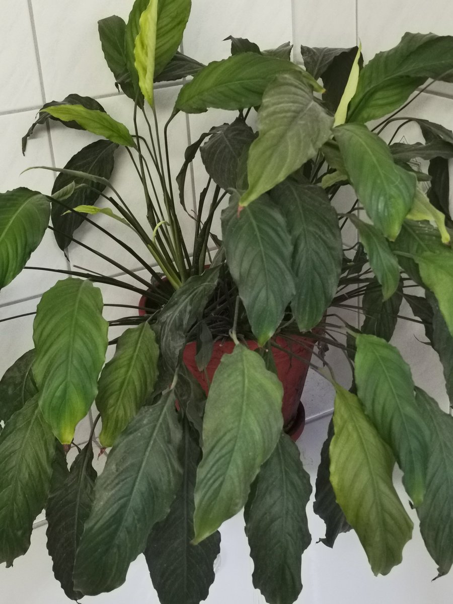 evasundin1's tweet image. Mein Mann hat eine im Bad. 

Eine #Calla