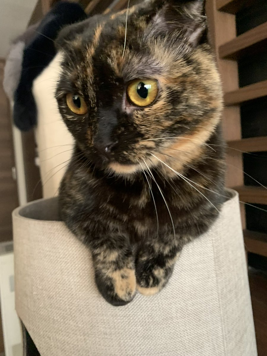 nyanpiron's tweet photo. @felissimonekobu 我が家のさび猫ちゃんです🐈‍⬛ https://t.co/oM54cc8htn