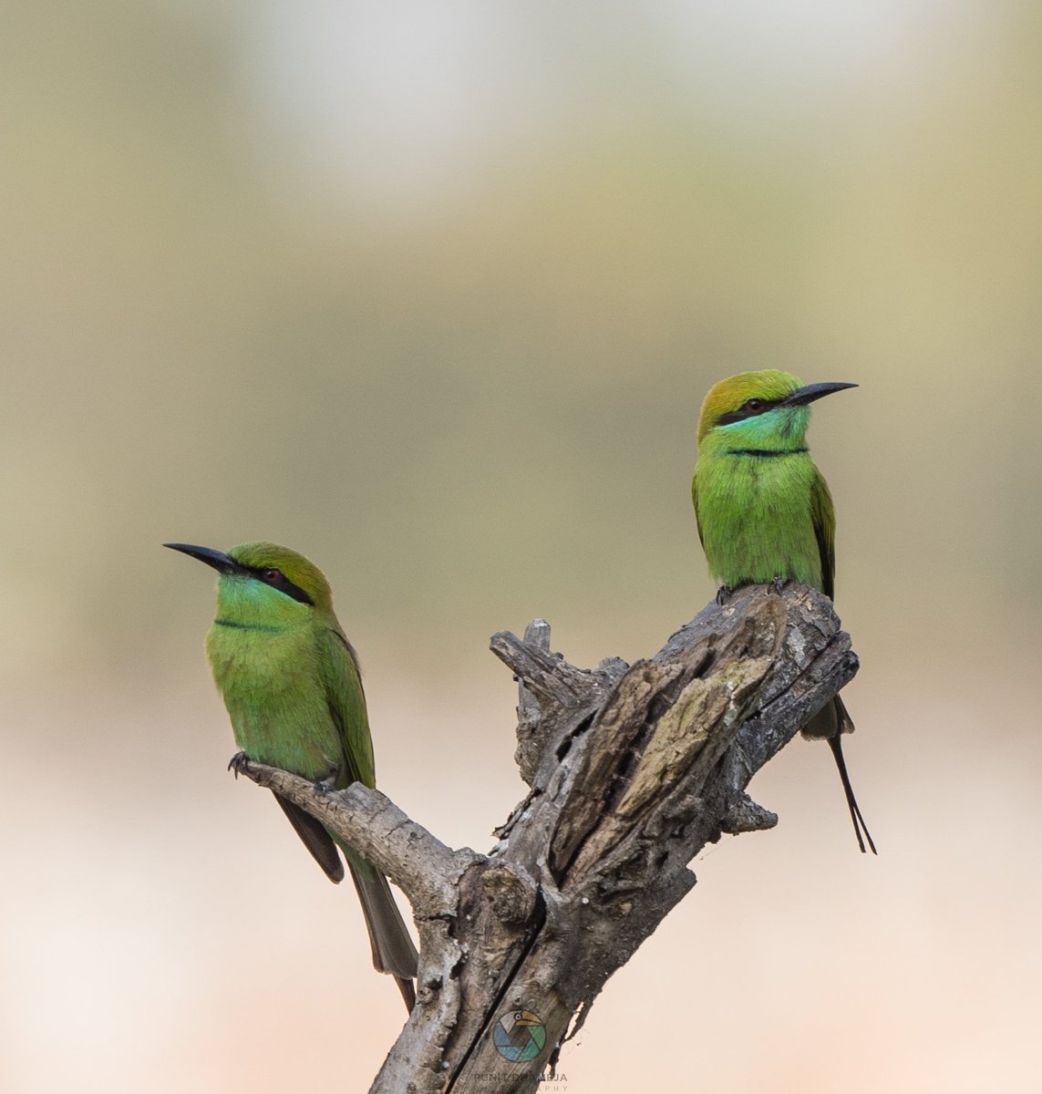 Green Bee Eaters for #Two2Tango by #IndiAves
#ThePhotoHour 
#BirdsSeenIn2023 
#birdwatching 
#BBCWildlifePOTD 
#natgeoindia 
#NaturePhotography 
#wildlife #birds