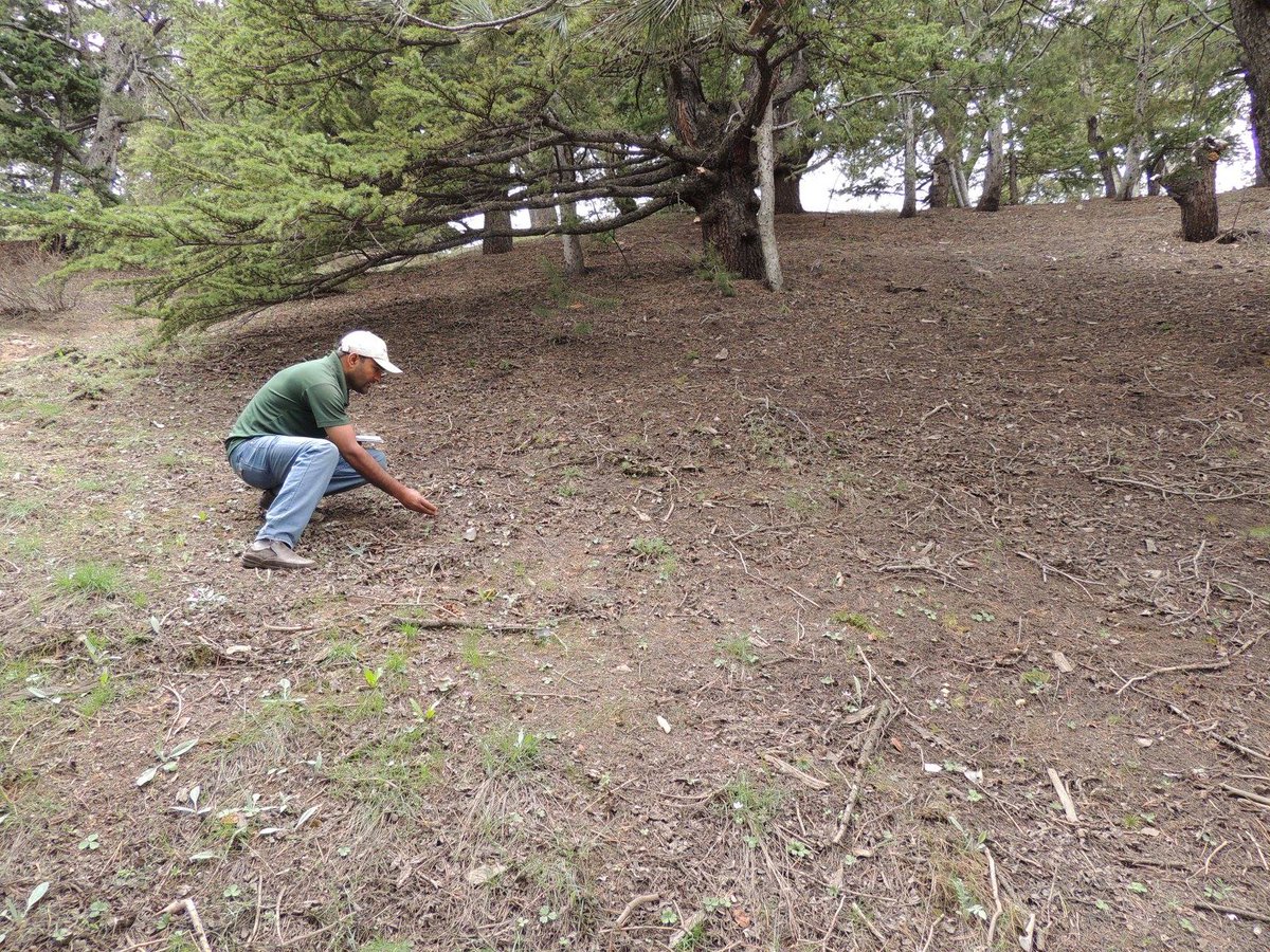 AjazNtfp's tweet photo. Restoring degraded landscapes in the Highlands is a tough challenge that requires careful planning, specialized skills, and dedicated effort. The rewards are immense: healthier ecosystems, improved livelihoods, and a more sustainable future for all.
 #landscaperestoration https://t.co/4PbP1w7dTW