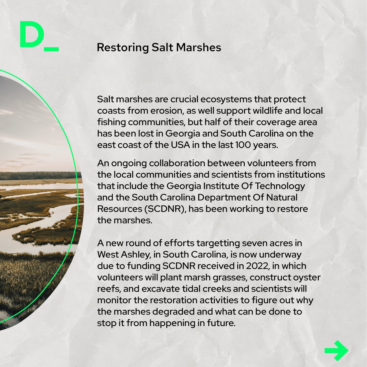 Citizen scientists and researchers collaborate to restore salt marshes on the Atlantic coast of the USA.