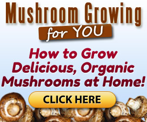 'Looking to grow organic mushrooms at home? 🍄🌱 Check out this easy-to-follow guide and start cultivating your own delicious fungi today! #MushroomGrowing #HomeGardening #OrganicFood 🌿🍴👨‍🌾👩‍🌾👨‍🍳👩‍🍳👉 tinyurl.com/Mushrooms4You'