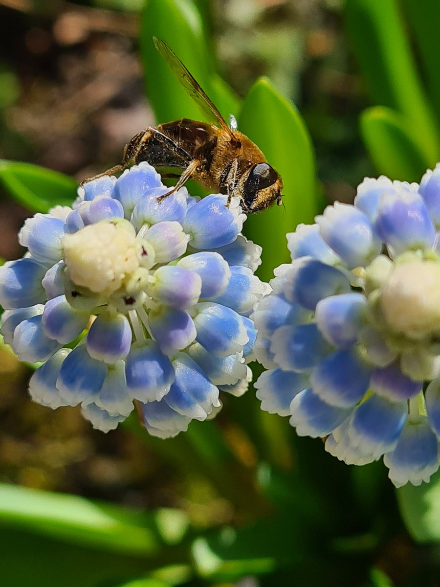 Gisteren in mijn tuin - blij met de bij