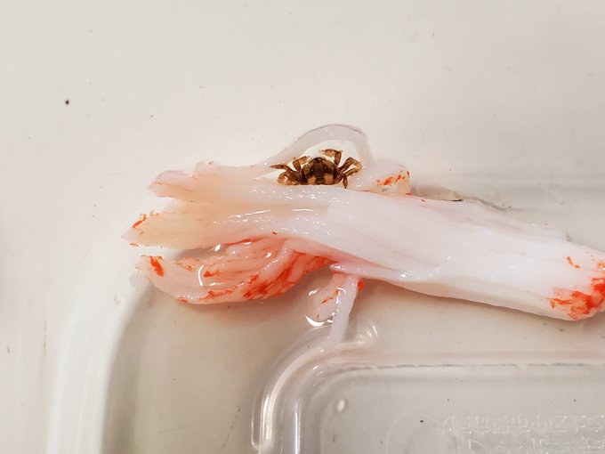 食べて…いるのか?(ФωФ) 