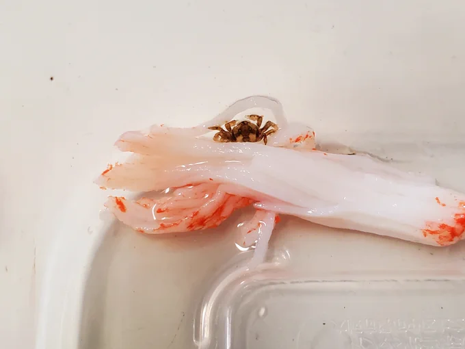 食べて…いるのか?(ФωФ) 
