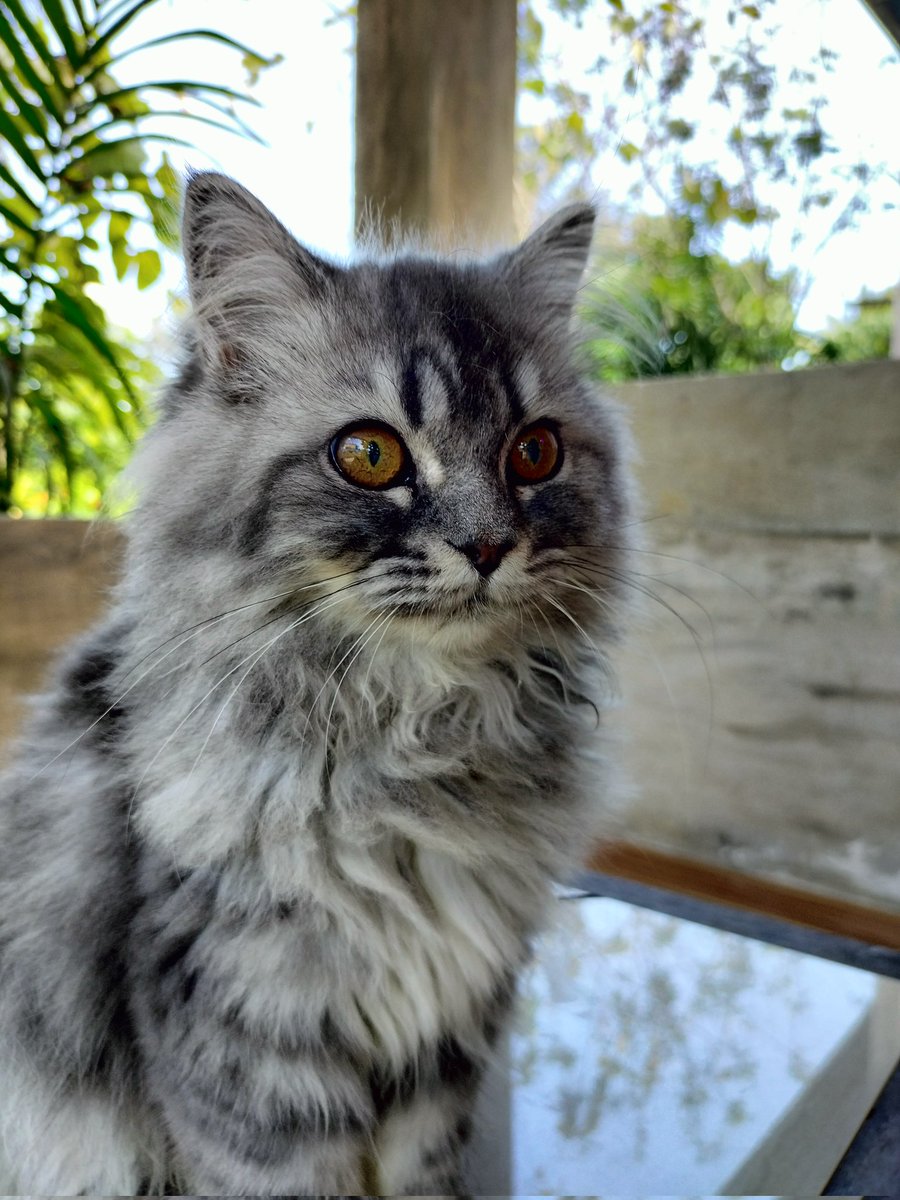 emthx_'s tweet photo. @literallymecats https://t.co/ZPgOSJOCHE