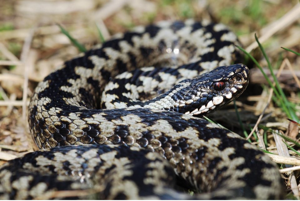 Only 260 areas in U.K. left with adder population. We could lose the species in 15 years. Pheasants a huge culprit in their decline. Saddening interview on <a href="/BBCr4today/">BBC Radio 4 Today</a> - such a huge part of our cultural heritage. A first adder nature reserve called for. Shooting needs regulating