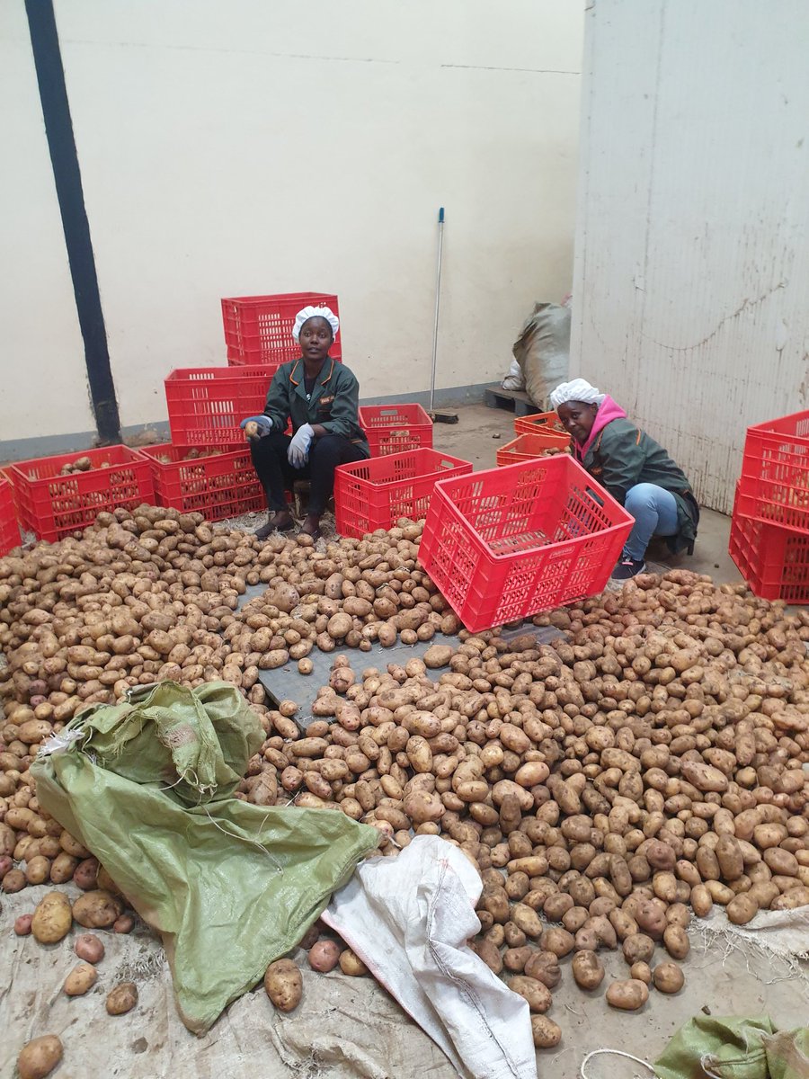 Sorting and grading to ensure what you get aree safe and ready for consumption. We want to feed cities and rural areas and ensure their nutritional value also cater.

#foodnutrition #foodsafety #foodtraceability