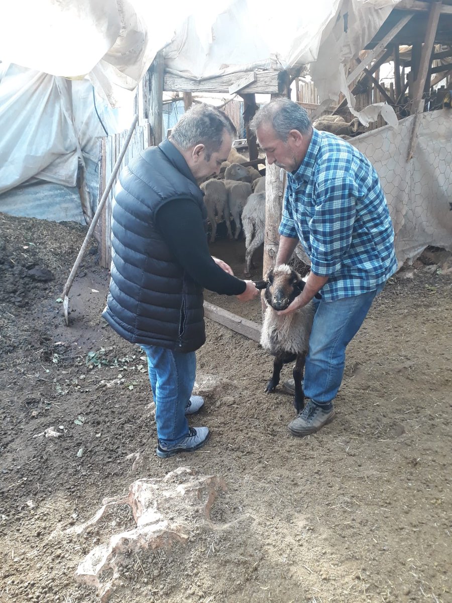 antalyailtarim's tweet photo. Teknik personelimiz #Finike'de küçükbaş hayvanlarda kimlik kontrolü ve sağlık taraması yaptı. #Kumluca'da sebze #fidesi üretim tesisinde biberde kalıntıyla mücadele kapsamında bilgilendirme toplantısı gerçekleştirdi.
#GelecekTarımda
@VahitKirisci
@ersinyazici1
@gokhankaraca_ https://t.co/7yQQ5lgsQa
