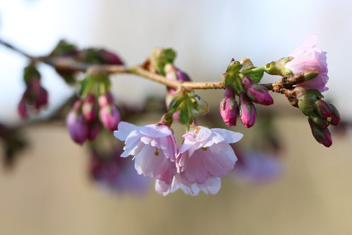 a1isonmoore's tweet photo. Not managed to get out with the camera for over a week now, so here's some blossom from early March 2022 #needadayoff #thursdayvibes 🌸 https://t.co/URWt1k3kJ3