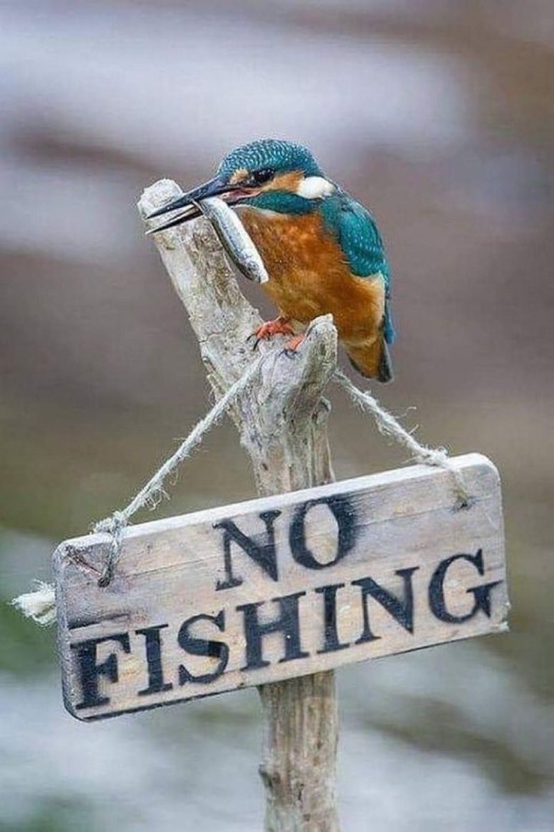 De l’art de s’asseoir sur le règlement.
Leçon numéro 1.