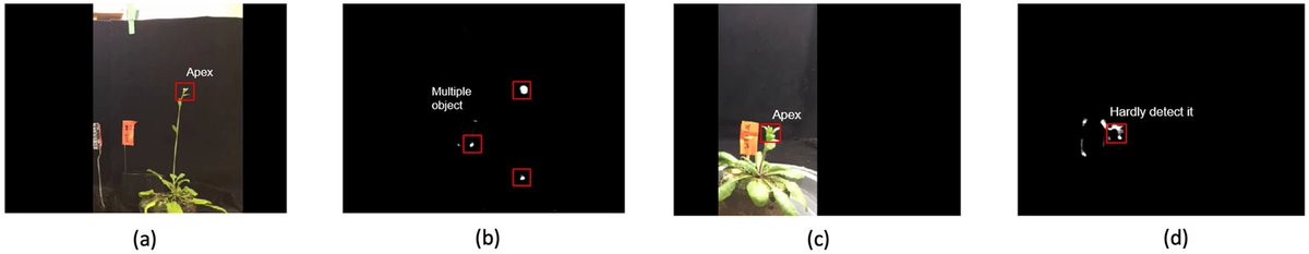 PlantMethods's tweet photo. A deep learning approach to track Arabidopsis seedlings’ circumnutation from time-lapse videos
Full text: https://t.co/vwl7V4VWw2
#PlantMovement #MachineLearning #PlantScience https://t.co/iy3nDe9bfN