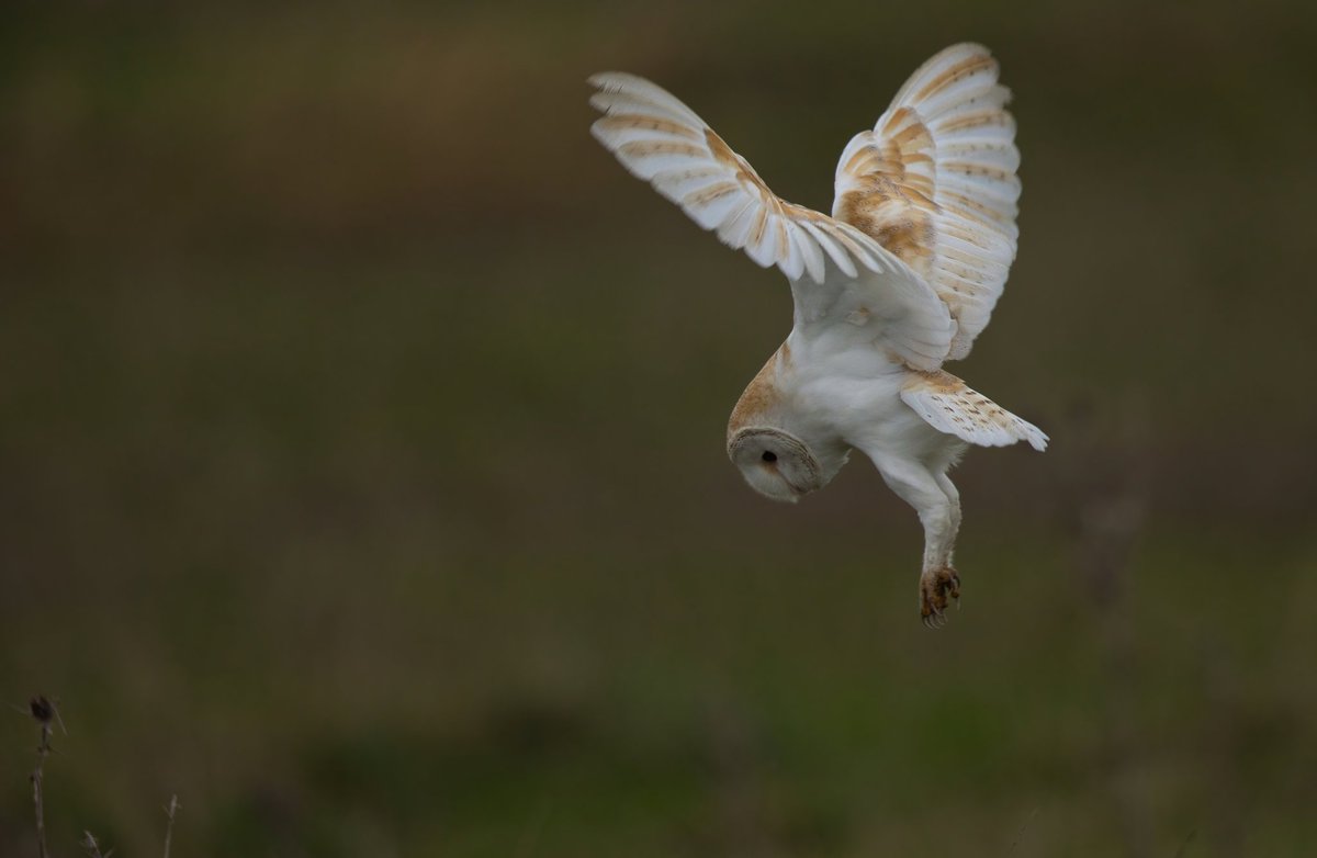 Ringtail HH and a Barn Owl from a local outing yesterday.
#elite_raptors #barnowl #henharrier #birdphotography #BirdsSeenIn2023 #BirdsOfTwitter #barnowltrust #NaturePhotography #birds #TwitterNatureCommunity @YorkBirding @BBCSpringwatch