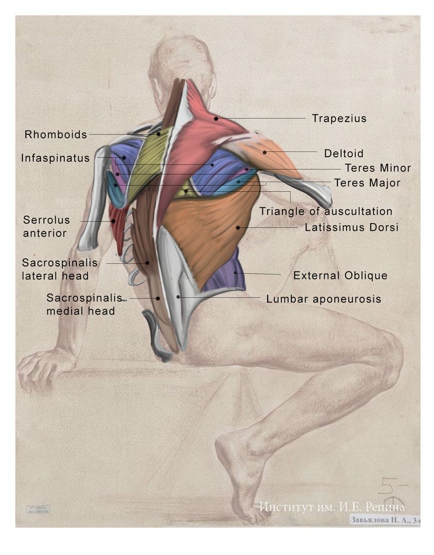 SimonPopanda's tweet photo. Old back study I did at CGMA back in the beginning of 2021
.
.
.
.
.
#drawingoftheday #anatomyart #drawinganatomyandart #arttip #tutorial #arthack #drawing #artistofinstagram #art #arteducation #drawing #sketching  #anatomydrawing #figuredrawing #anatomypractice #anatomyart https://t.co/6qHggC60AR