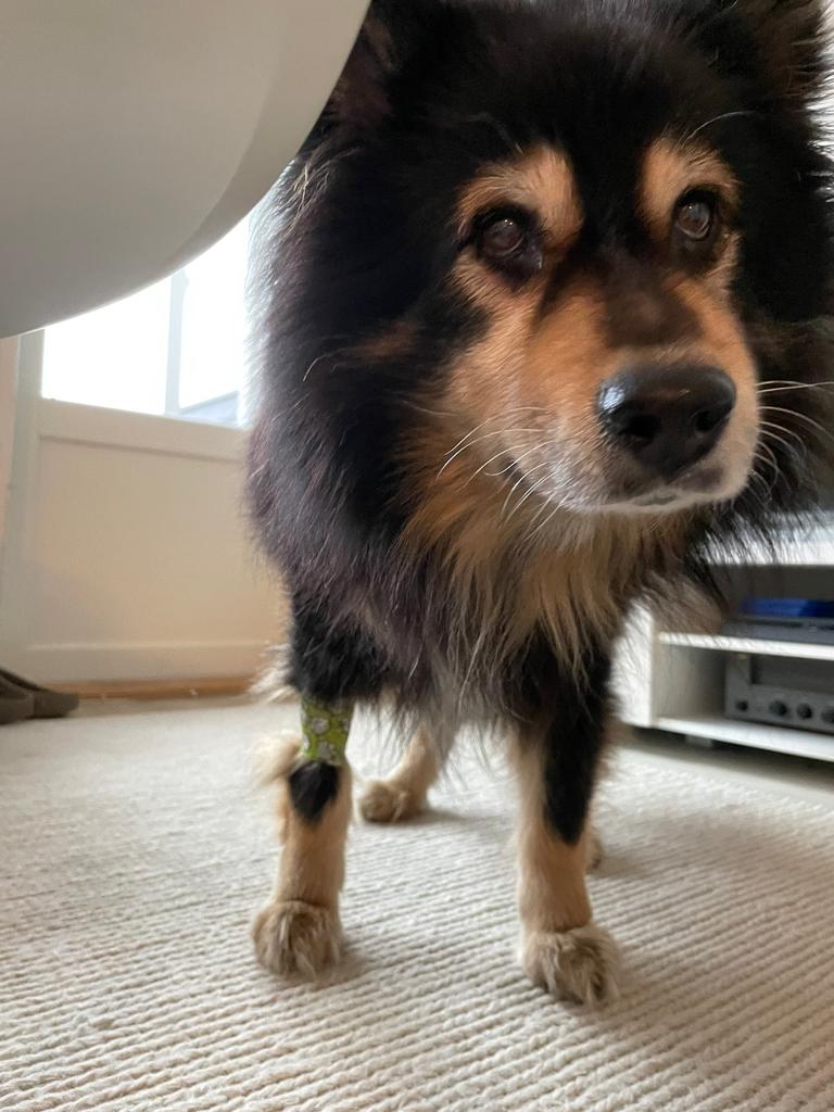 lassiseppa's tweet photo. Tämä hahmo tänään 14v! 🎉 Hyvä poika, Leevi! 🫶 https://t.co/IOyItLf1bW