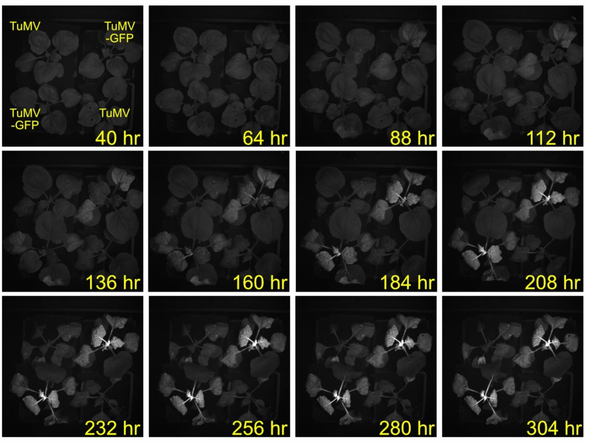 PlantMethods's tweet image. Assembly and operation of an imaging system for long-term monitoring of bioluminescent and fluorescent reporters in plants
Full text: tinyurl.com/3rafxrhy
#Luciferase #PlantTech #PlantScience