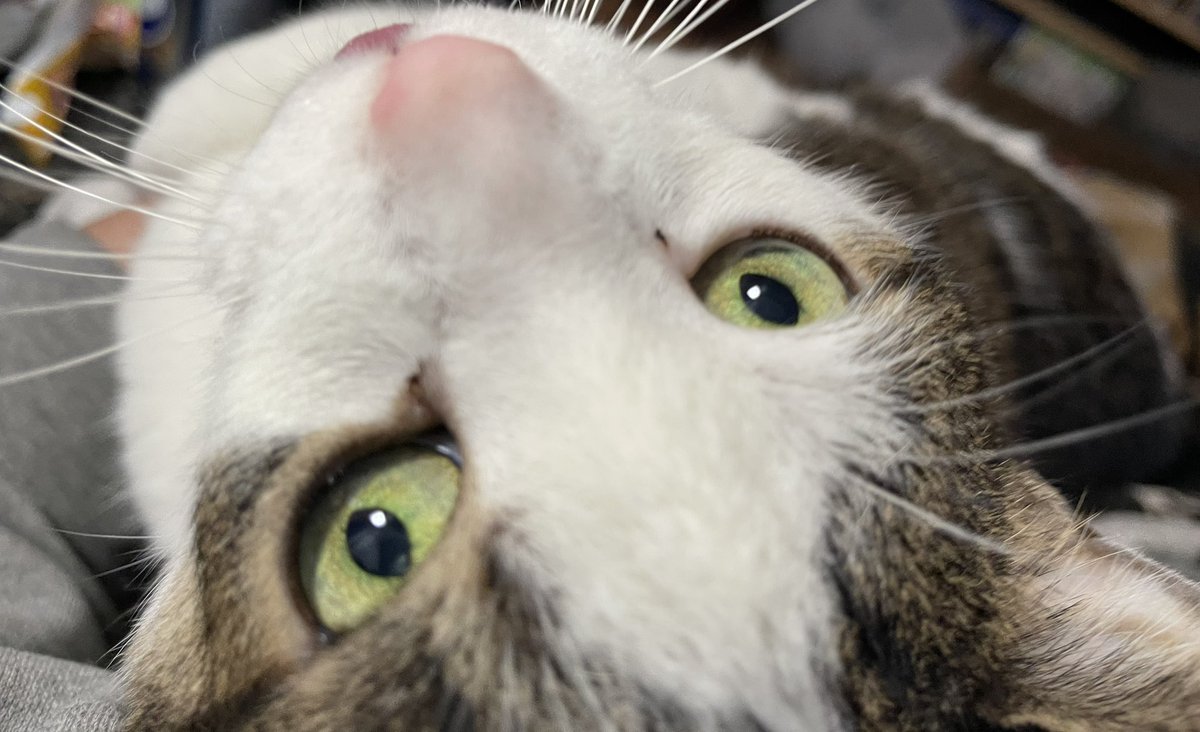 WaldoOlliver's tweet photo. #RememberWaldo
I feel as though this picture captures so much of Waldos spirit, always watching me, and so often with his tongue out.
From a baby I felt like he would look into my eyes, and see my soul, and he liked what he saw. Miss you Waldo, Love Mom #CatsOfTwitter https://t.co/WgbNk02bC8