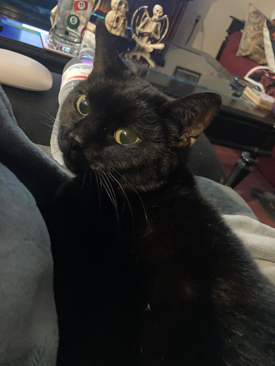 SicendRCMW's tweet image. As soon as I wake up it’s she thinks it’s cuddle time lol. #Binx #hocuspocus #blackcat