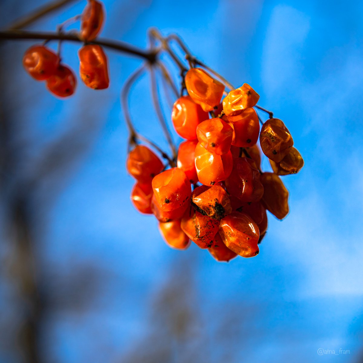 still autumn stocks😁
#NaturePhotography #springphotography #berries #autumnstocks #photo #photography #Photo_Folio #PHOTOS #walkoutside