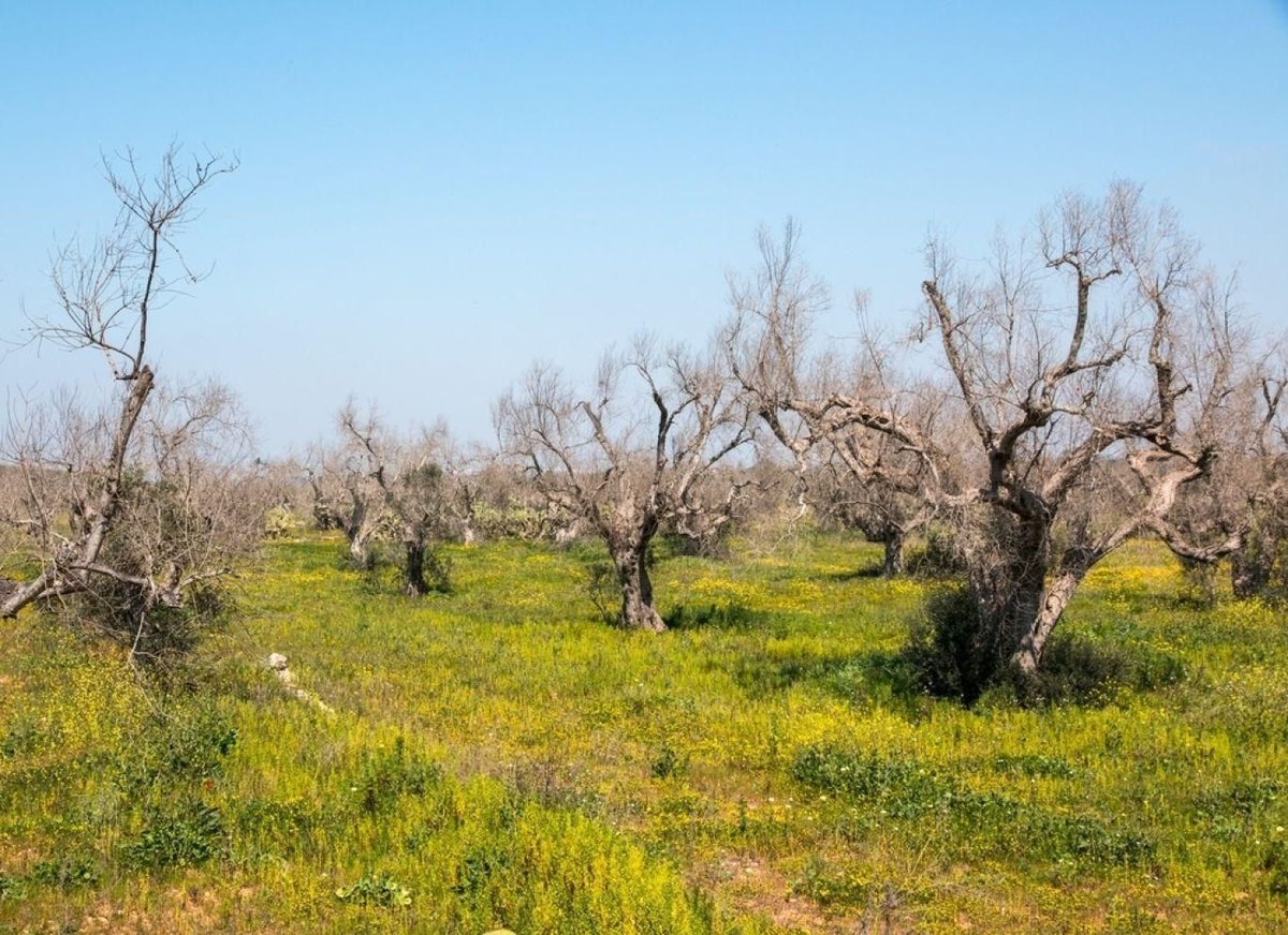 As of today: 13 countries ban import plant material affected by Xylella fastidiosa. Read which countries they are: royalfloraholland.com/en/news-2023/w…