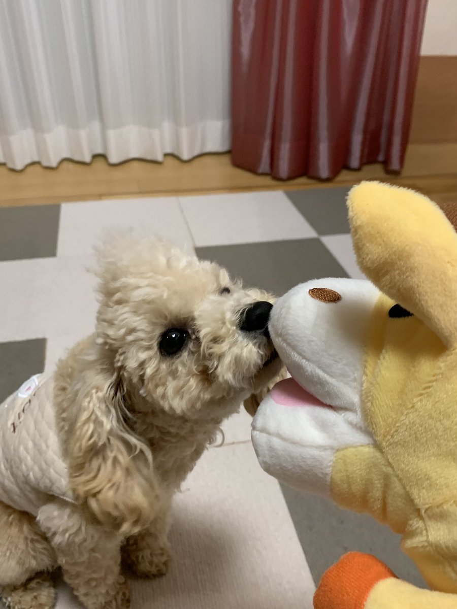 sinderera2023's tweet photo. ラテ日記✨

カバ子とはバイバイ✋ですね❣️
新人キリン子が参りました❤️プリティ

#トイプードル
#犬のいる暮らし
#犬好きさんと繋がりたい https://t.co/Nmyx86NZye