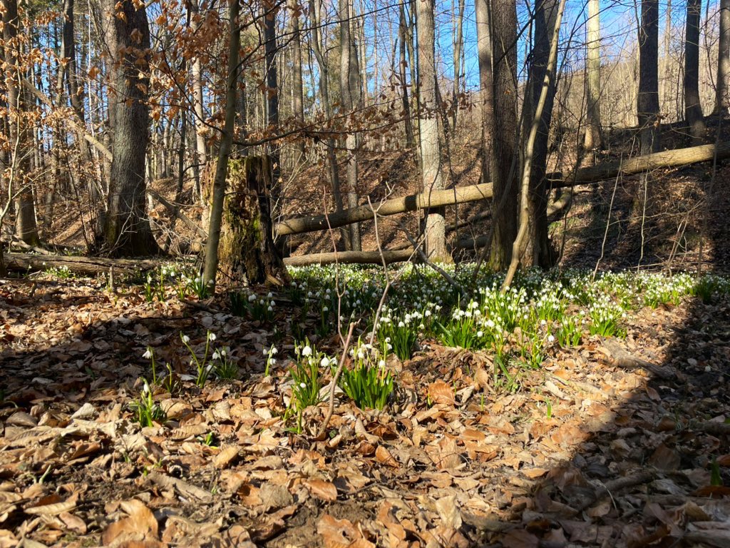 Svub_CT's tweet photo. 🌸 Podívaná, která netrvá dlouho. V Rakoveckém údolí na Vyškovsku už kvetou bledule jarní. Jsou vzácné a chráněné. Lidé by je tak měli obdivovat jen zdálky.
🌼 Letos vykvetly dřív než obvykle. Je teplo a slunečno. Ohrozit je ale mohou mrazíky.
#jaro #bledule https://t.co/pu8HboPOHY