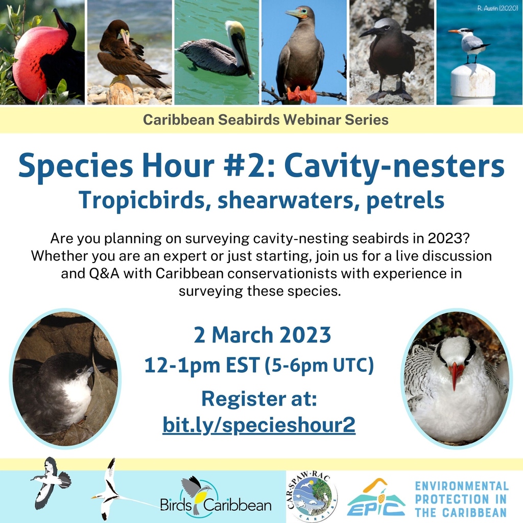 BirdsCaribbean's tweet photo. The Caribbean Seabird Webinar: Species Hour #2 starts in 4️⃣ hours! ⌛️If you have not already saved your spot, please visit  https://t.co/qX0Dzuuzi6 

See you soon!😃

#CaribSeabird #webinar #nest #tropicbird #petrel #shearwater

@EPICislands @YvanSatge @RhiAustin @TCISeabirds https://t.co/aBl6aTlPAP