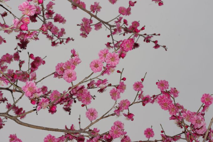 曇り空を背景にして、梅の花を下からフラッシュを焚いて撮影するとなんとなく日本画っぽくなる 