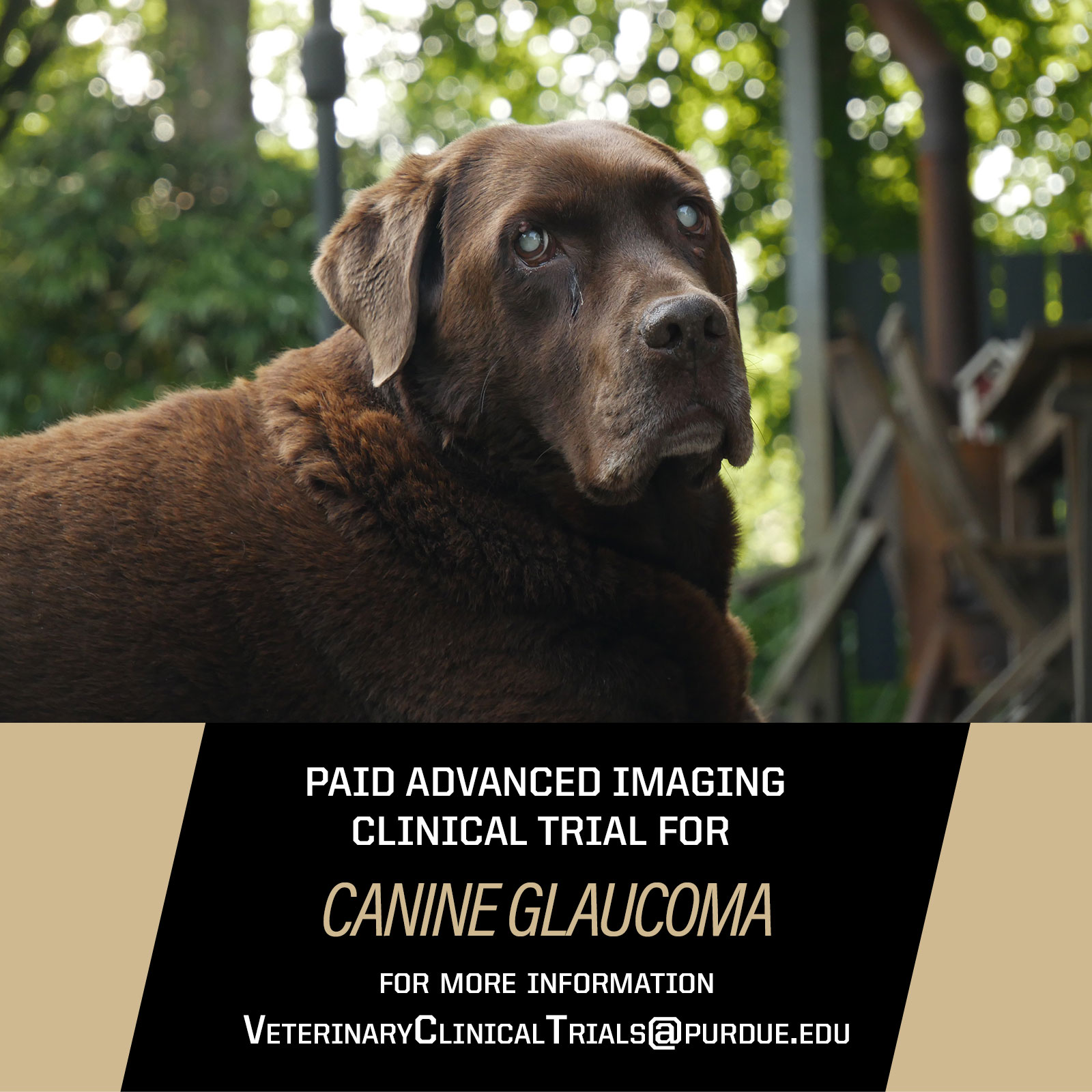 Purdue Veterinary Medicine (@pucvm) / Twitter