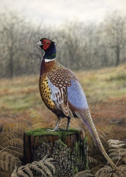 Ejaz Gujjar tweet media