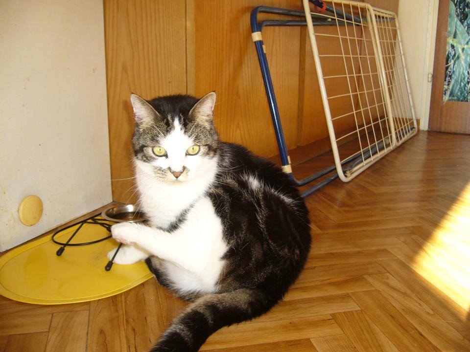 marillion13's tweet photo. Good afternoon & a happy #ThrowBackThurssday from now Angel Gizzy, Thori and lil Angel Sisi, da second hand kittehz & momcat, even though FUCKBOOK UNPUBLISHED my cats´ FB page & all 3 others of my 4 pages, why I´m on Twitter & Printerest in the main now.
😭😭😭😻😻😻💖💖💖☮️☮️☮️ https://t.co/01C2P9LxwI