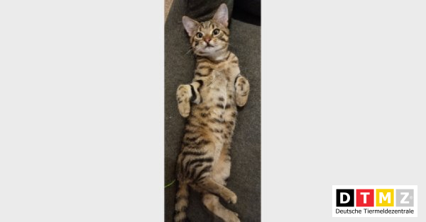 bogdanowskyru's tweet photo. #Suchmeldungen #Kater #wurde gestohlen #EKH 13.12.2022 - Kater Leo wurde gestohlen in 44803 Bochum https://t.co/FGbyA7bJJ3 https://t.co/8Xo9rSEkvs