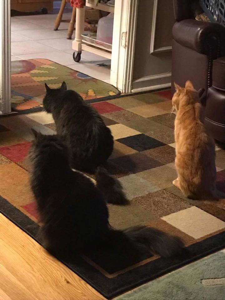 David Williams (@davidwi14519258) on Twitter photo 