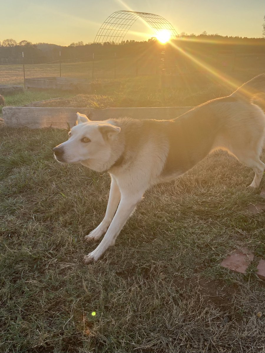 Good day furrbuddies … it’s almost the weekend and we are all paws in for laughs, giggles and snuggles and wish you a wonderful day ❤️🐾🐾❤️