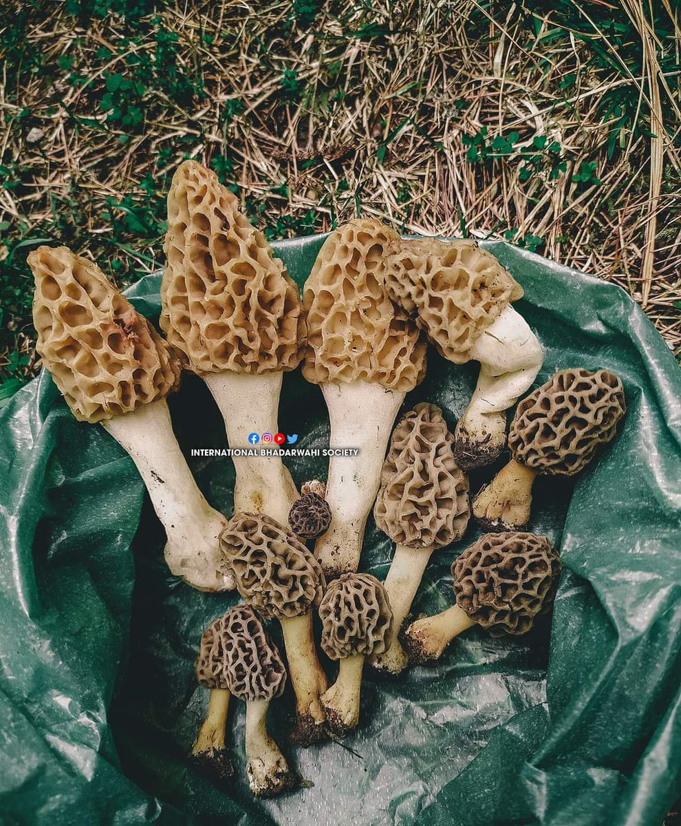 Fresh Gucchi (Morel), Thunthu (Bhadarwahi) - Wild Mushrooms
#Bhadarwah, #Jammu

One of the costliest Mushrooms - Morels is edible,used in traditional medicines for centuries as anti-oxidative and anti-inflammatory, having immunostimulatory properties.

#SaveForest
#WildMushrooms