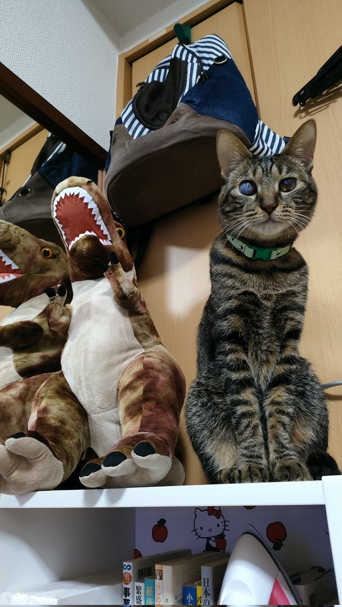 marlfelo069's tweet photo. 置物じゃないわよー😸
#猫がいる暮らし 
#猫好きさんと繋がりたい https://t.co/SMx31JCgXo