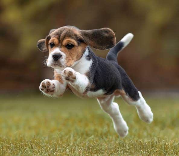 MassaraManuela's tweet photo. Já aproveita e compartilha essa notícia com quem você conhece que ama os animais! 🐶🐱🐭🐰🐸💚 https://t.co/BkohznTuVA