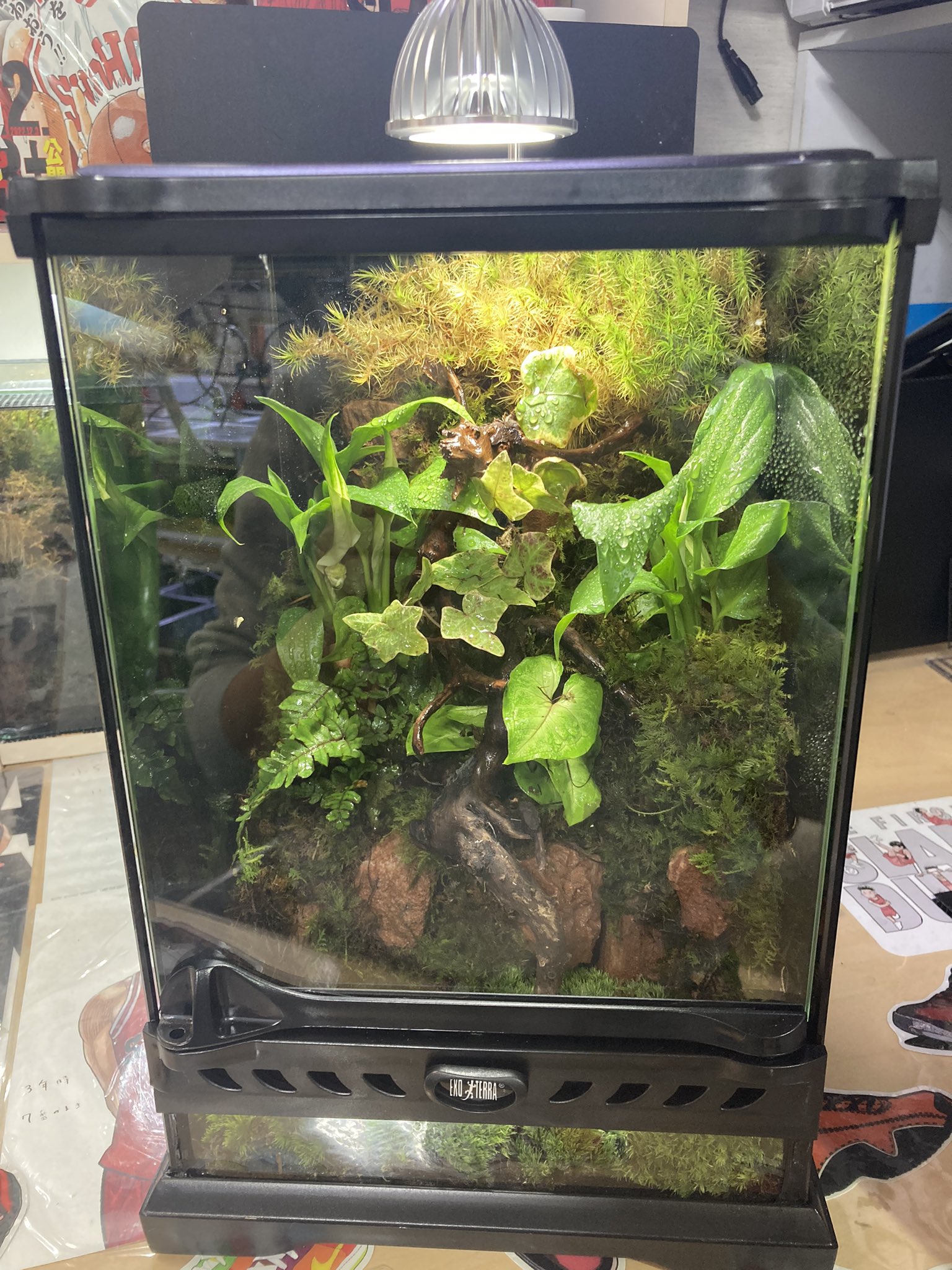 品質満点！ 滝の流れるアクアテラリウム その他 | qofl.lk