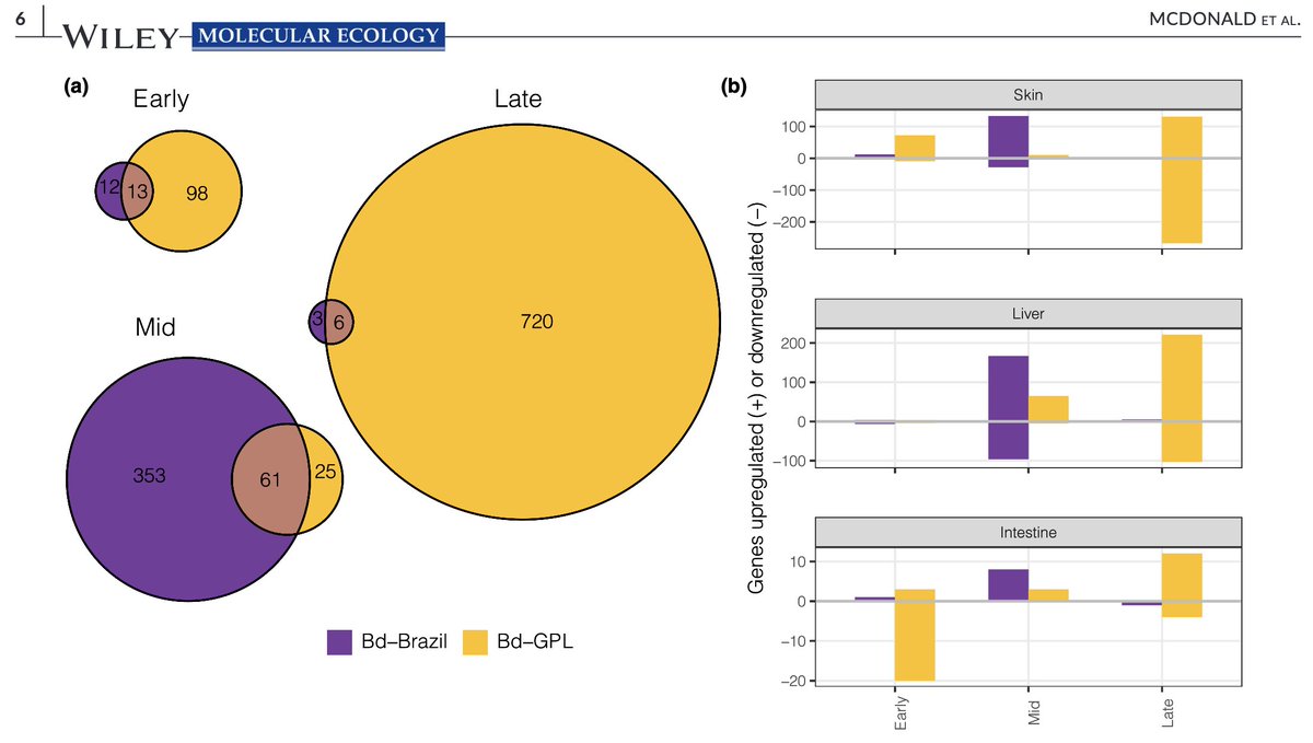 Our latest publication, led by @latelycoby and @KZ_UTAustin, demonstrates that both the timing of immune response and the particular immune pathways are specific to infection by enzootic or panzootic chytrid lineages. doi.org/10.1111/mec.16… @LaHNAB_UNICAMP @ciddpsu @PennStateBio