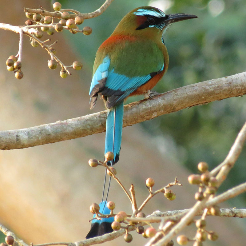 Motmotorg's tweet photo. Meet the motmot bird, a colorful and distinctive species found in Central and South America mentioned in various Maya legends. These birds are known for their long, racket-shaped tails. Follow me to learn about Pre-Columbian history. https://t.co/95GaerQQi5