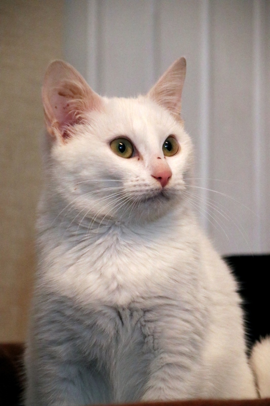 #MOON no podía llamarse de otra manera, con  esa carita de luna llena que tiene, el guapetón 🌕😍😍
adopcionesfelinasvalencia.es/gatos-en-adopc…?