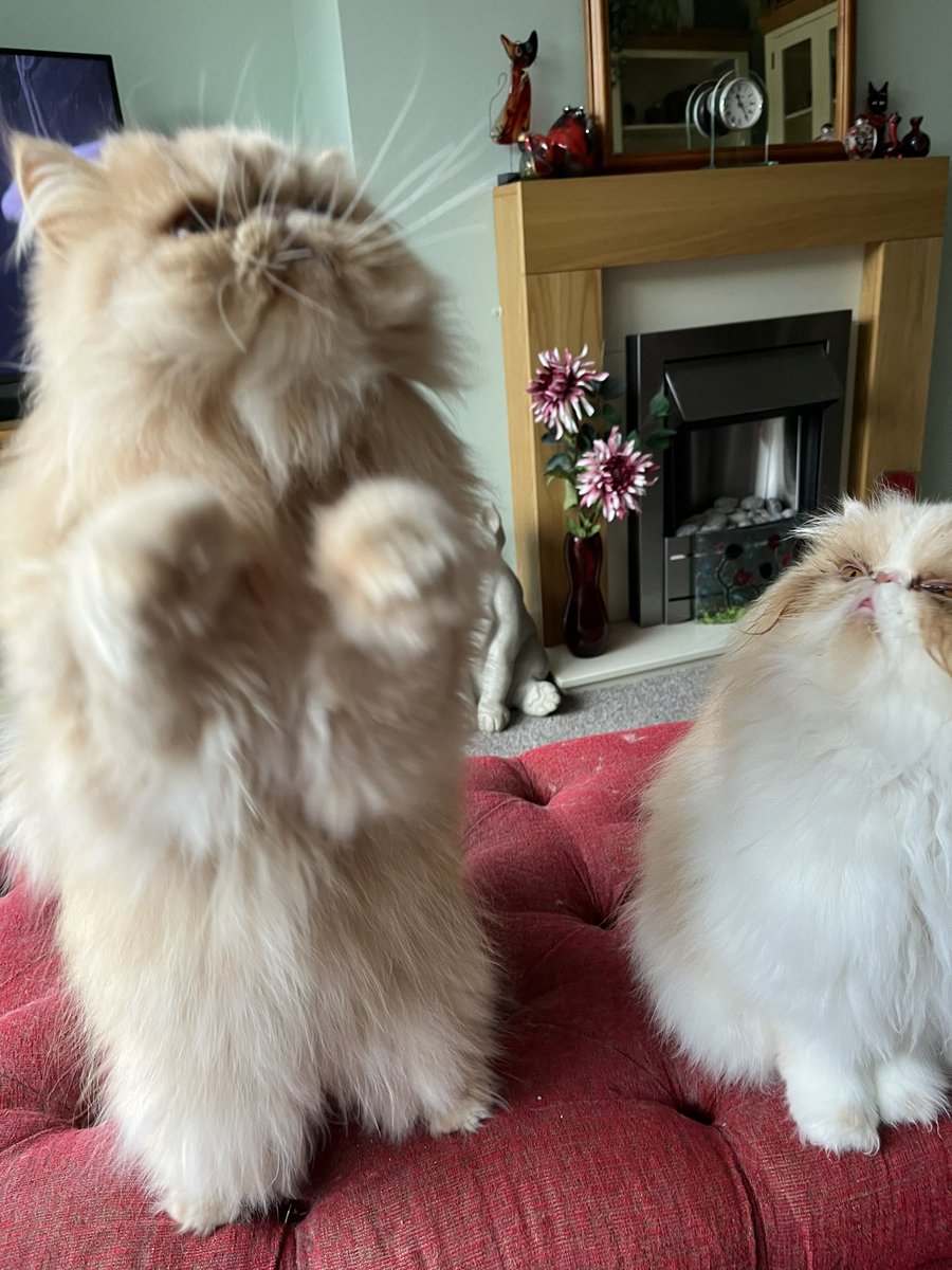 Meowning!  #ThrowbackThursday to when Ella was impressed! #hedgewatch #proudsibling #proud #cats