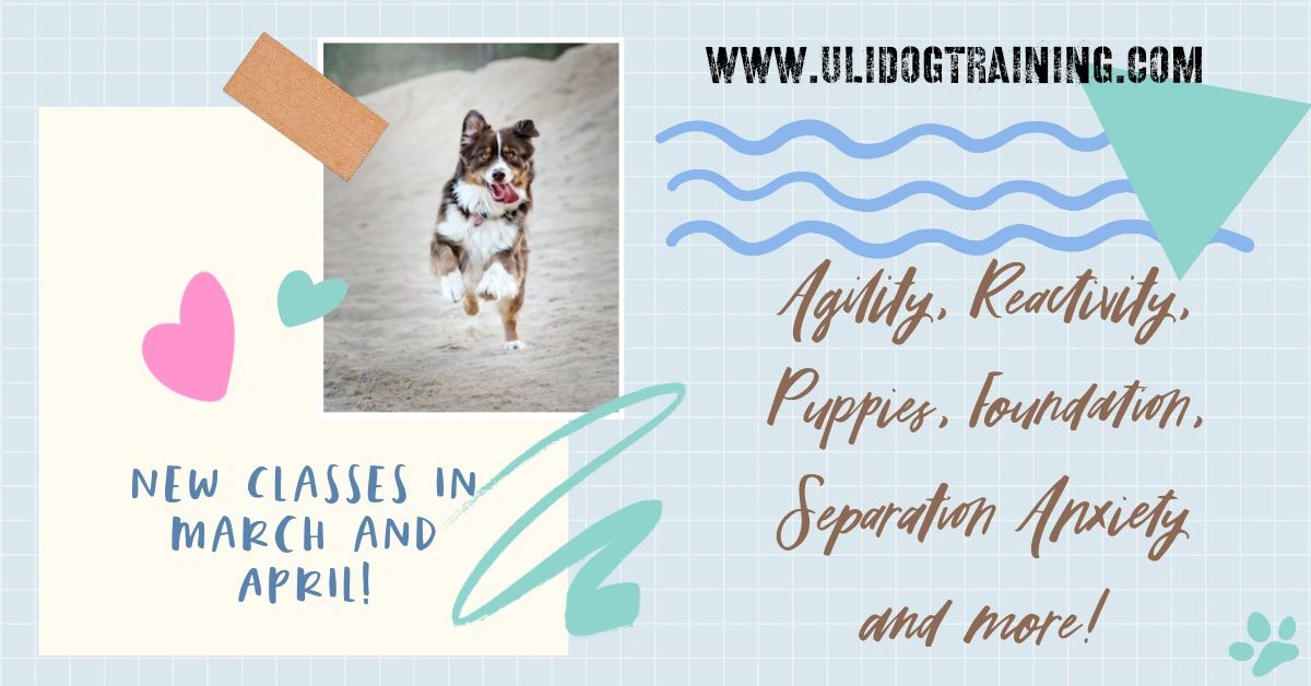 I re-did my whole website! Tell me what you think??
New March and April classes:Agility, Puppies, Reactivity, Foundation, Separation Anxiety and more!

ulidogtraining.com