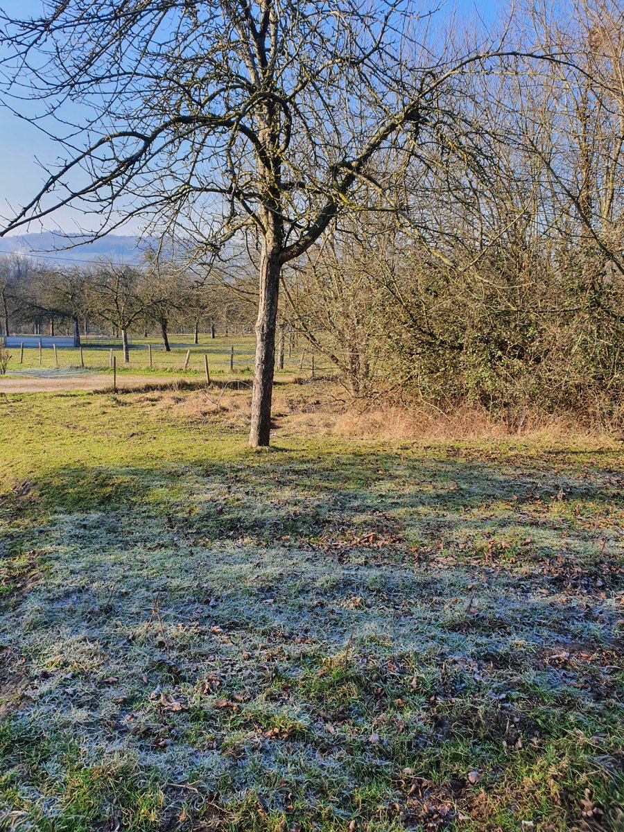 Frost in the shade, the morning sun melting it elsewhere over our organic  🍎 orchards on our cider farm in Normandy #orchards #organic #organicfarm #apple #cidre #cider #realcider #hardcider templarscider.com