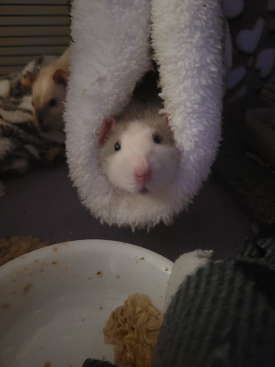 rat_seer's tweet photo. The little babies are still being babies. 

Here's Diodor as a taco. https://t.co/P4i4kOgp9U