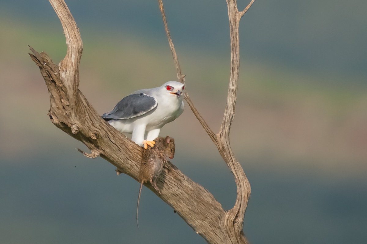 That’s a perfect meal for this Black-winged Kite | Masai Mara| Kenya
#africanparksnetwork #world_natureshotz #wildlifeonearth #africawildlife #birdextreme #nikon #perfectbirds #moodygrams #blackwingedkite #wildlifeaddicts #birdsofkenya #birdphotographersofindia #birdsinnature