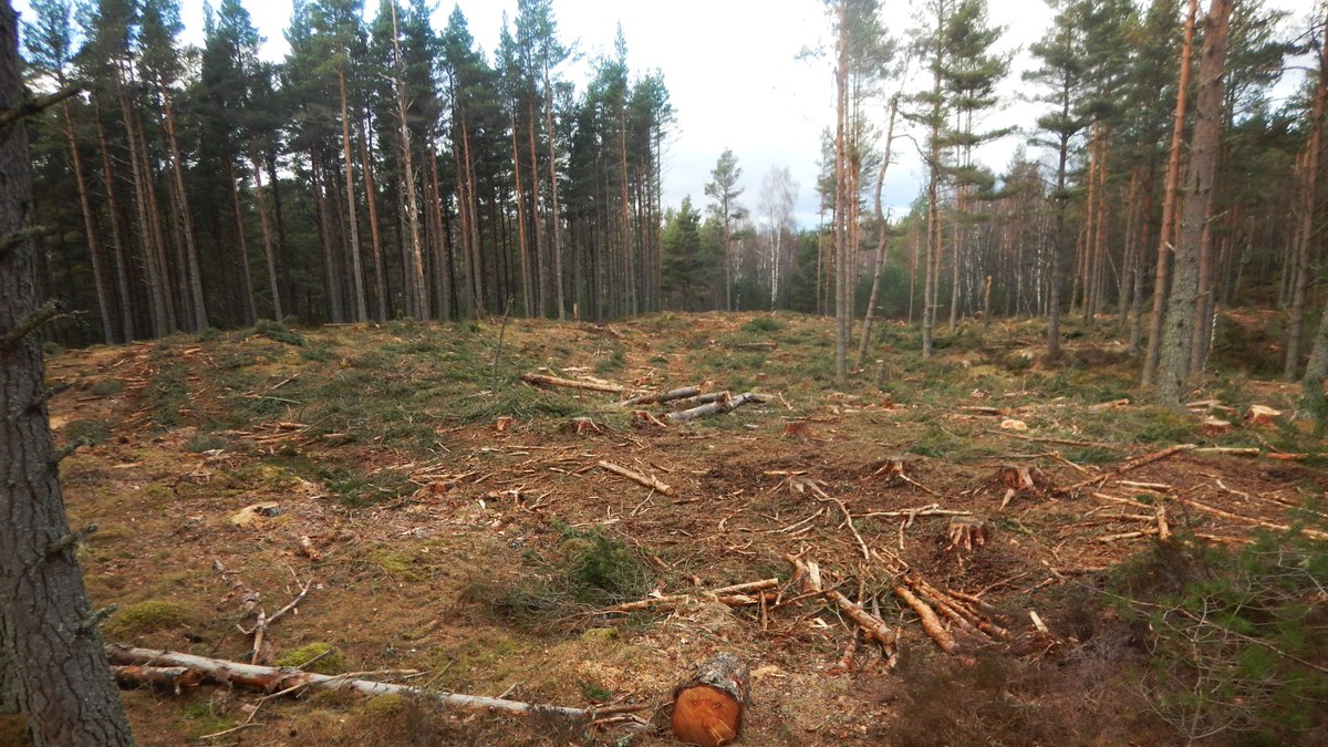 Great to see rewilding in action at #Abernethy National Nature Reserve in the #Cairngorms. Opening up patches of the semi natural #NativeWoodland, breaking the 'even age' and allowing natural regeneration.
