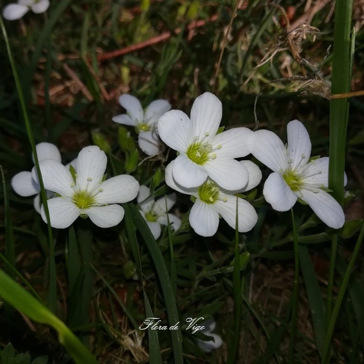 Arenaria montana L. (#Caryophyllaceae).
NG: Arenaria dos montes, arenaria.
#flores #plantas #hierbas #botánica #vigo #galicia #botánica #botany #plantsciences #plants #botanizing #botanist  #botanical #botanics #flowers #flores #taxonomy #naturaleza #llenatwitterdeflores